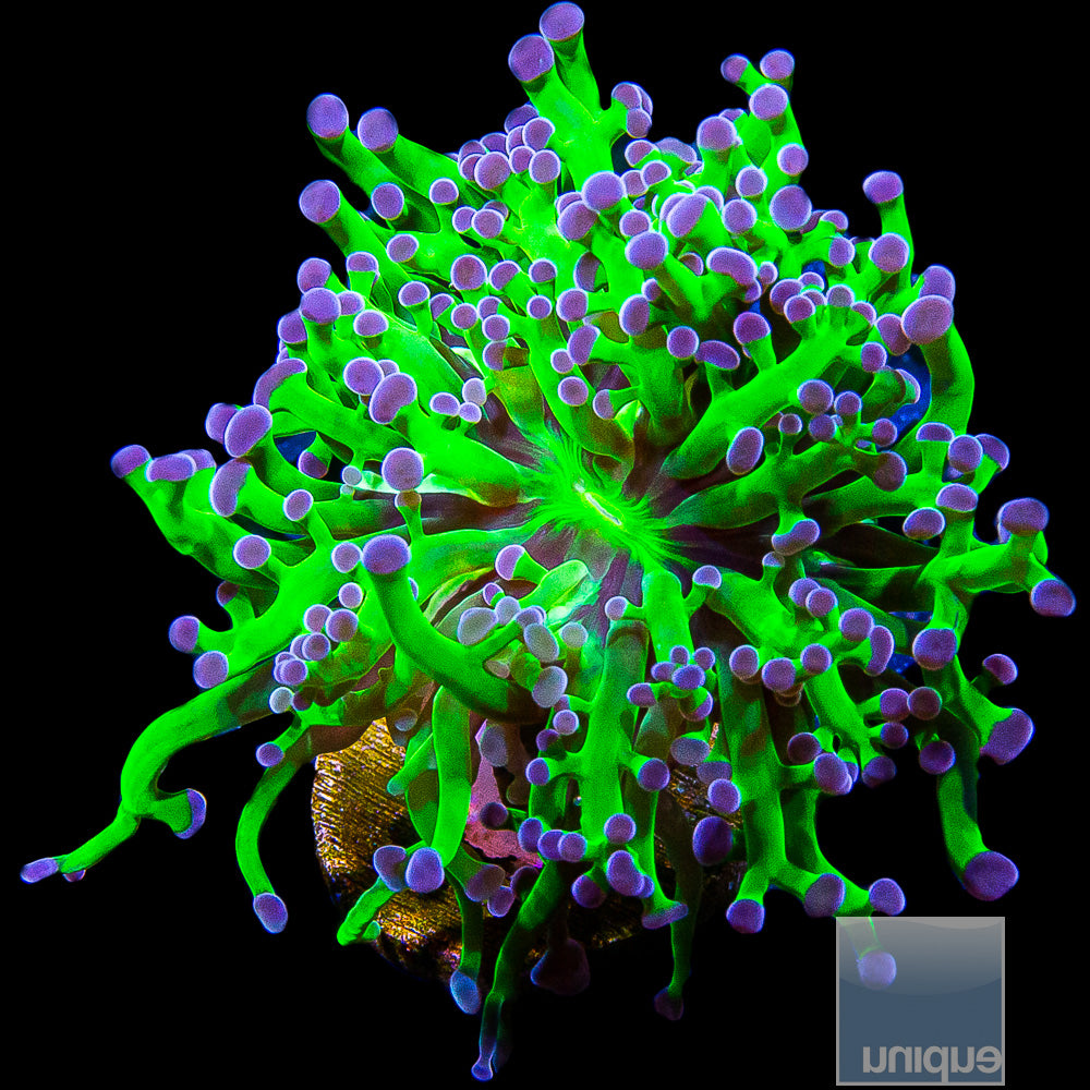 Purple Tip Frogspawn- Single Head Stock Item