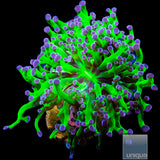 Purple Tip Frogspawn- Single Head Stock Item