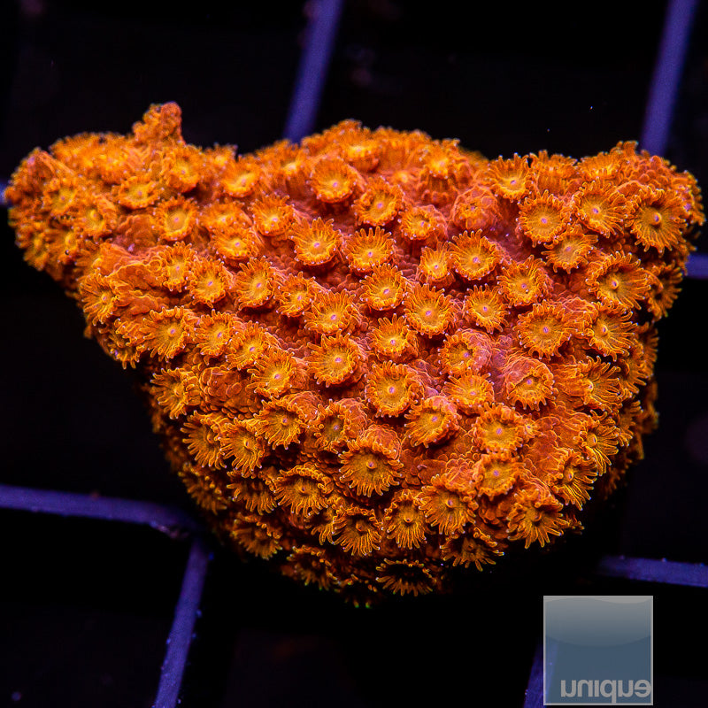 Sunburst Orange Cyphastrea-WYSIWYG