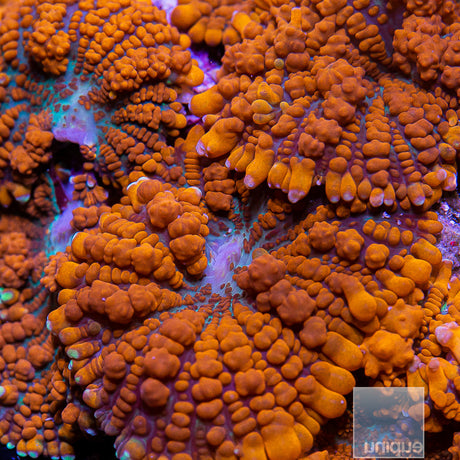 Superman Mushroom-Stock Frag