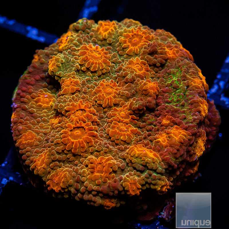Tangerine Cyphastrea-WYSIWYG