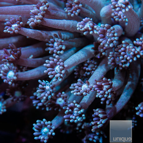 Unique Corals Teal Goniopora-Stock Frag
