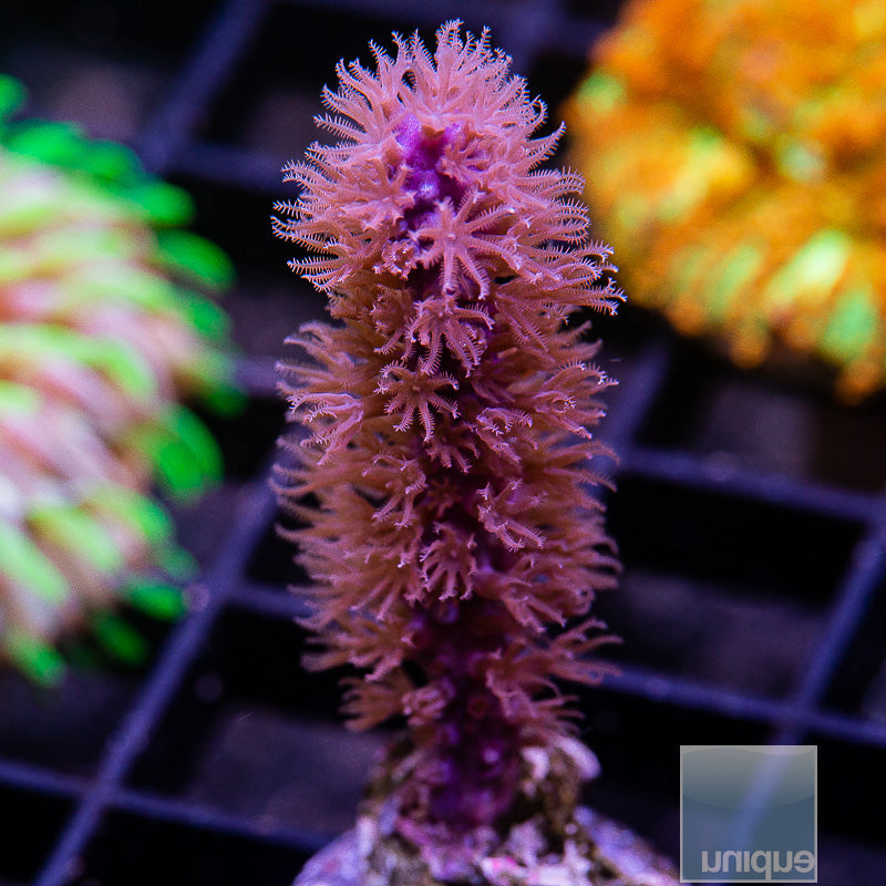 Thick Branched Gorgonian-WYSIWYG
