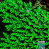 Toxic Aculeus Acropora