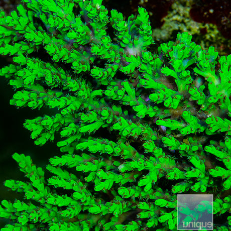 Toxic Aculeus Acropora