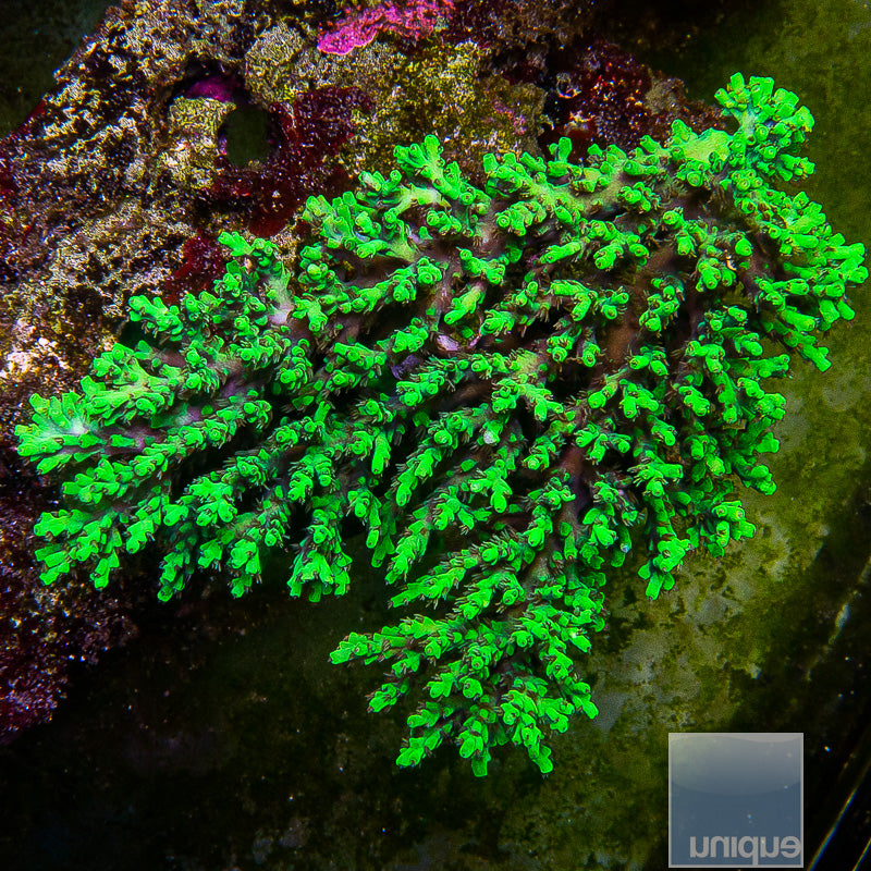 Toxic Aculeus Acropora