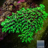 Toxic Aculeus Acropora