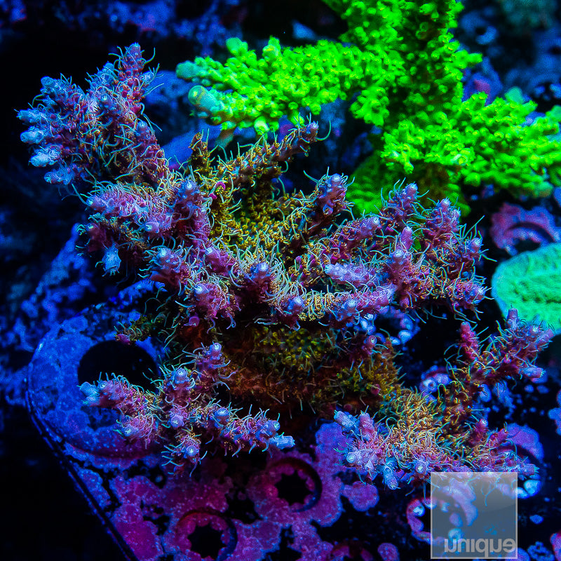 Tyree Pinky The Bear Acropora