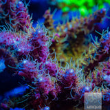 Tyree Pinky The Bear Acropora
