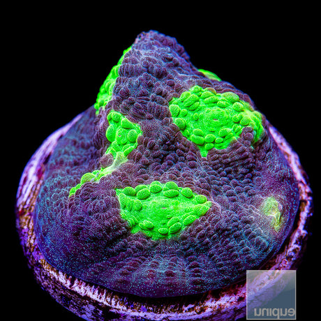 Unique Corals Alien Eye Chalice-Stock Frag