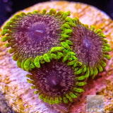 Unique Corals Atmosphere Zoanthid-  Stock Frag 3 Polyp
