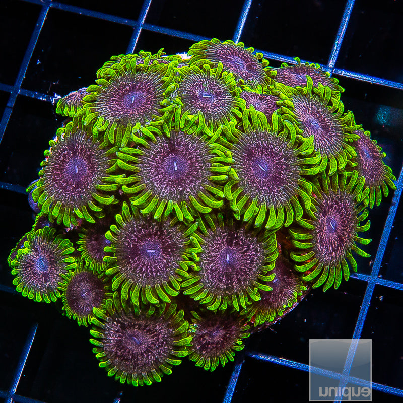 Unique Corals Atmosphere Zoanthid-  Stock Frag 3 Polyp
