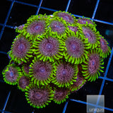 Unique Corals Atmosphere Zoanthid-  Stock Frag 3 Polyp