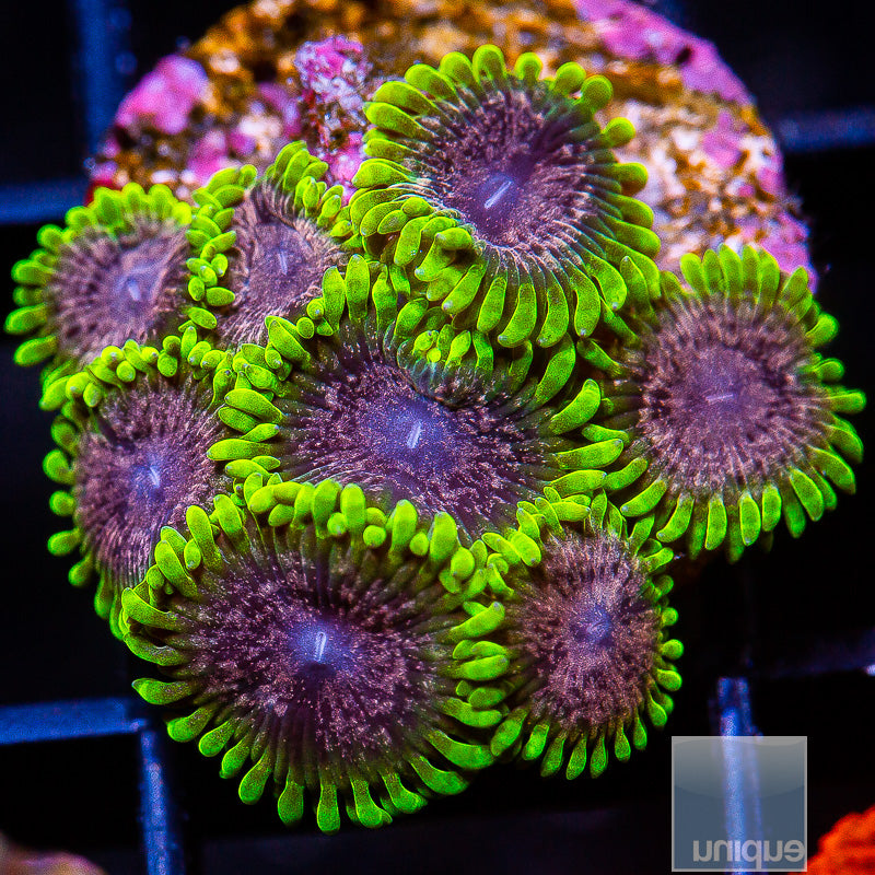 Unique Corals Atmosphere Zoanthid-  Stock Frag 3 Polyp