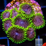 Unique Corals Atmosphere Zoanthid-  Stock Frag 3 Polyp