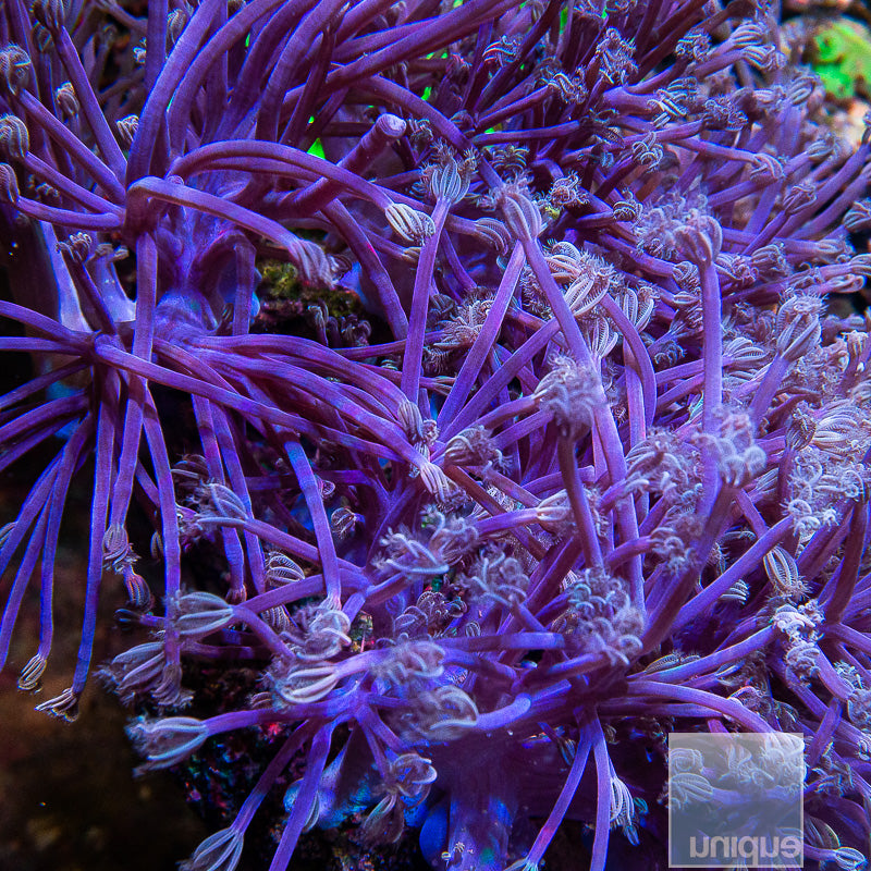 Unique Corals Blue Cespitularia-Stock Frag