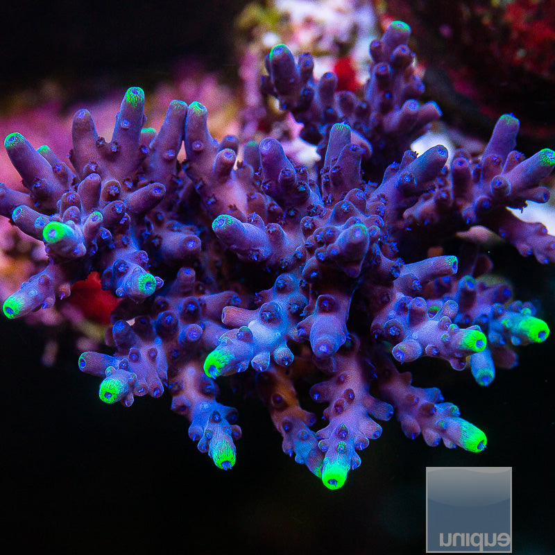 UC Blue Flame