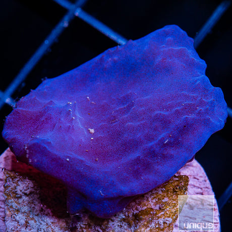 Unique Corals Plating Blue Sponge- Stock Frag