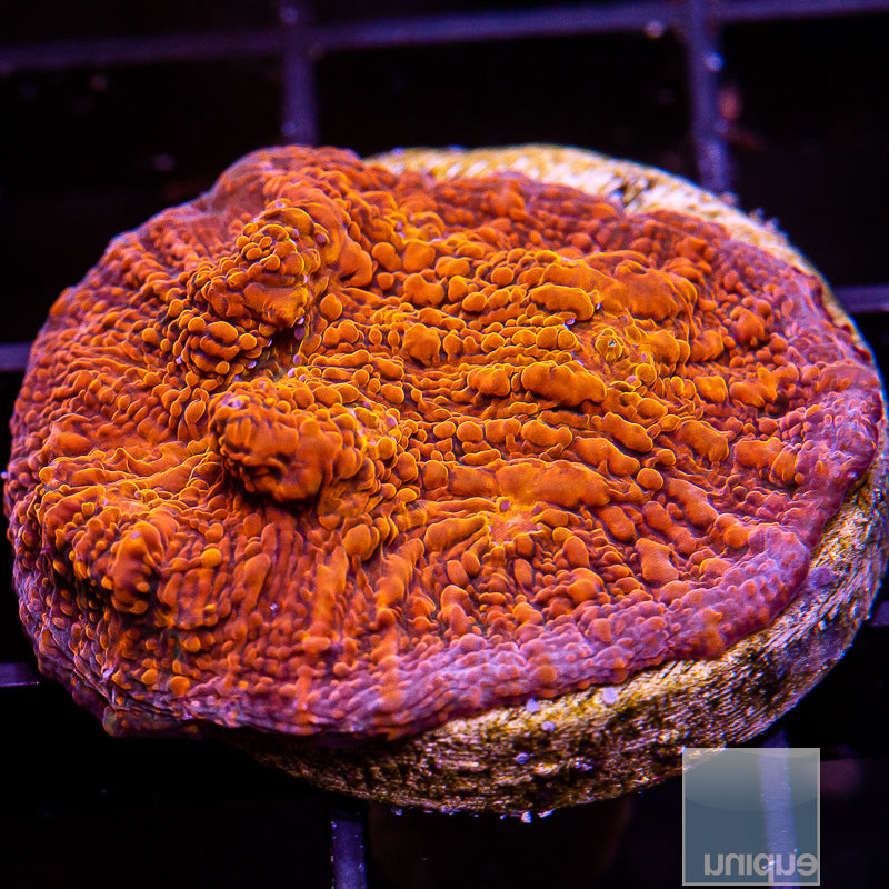 UC Burnt Orange Chalice-WYSIWYG