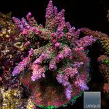 Unique Corals Confetti Acropora