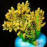 UC Orange Creamsicle