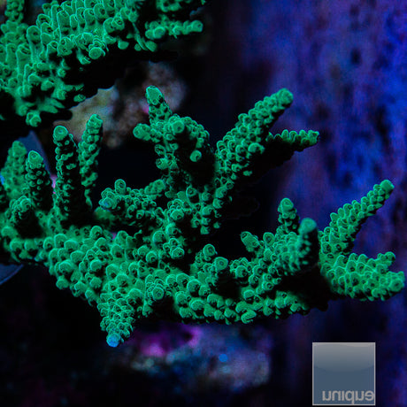 Unique Corals Deep Green Staghorn