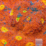 Unique Corals Dynamite Rainbow Chalice