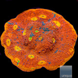 Unique Corals Dynamite Rainbow Chalice
