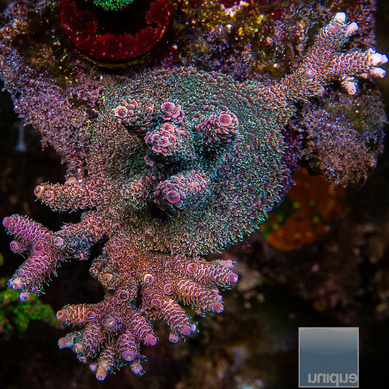 Unique Corals Electric Amethyst Millepora