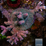 Unique Corals Electric Amethyst Millepora