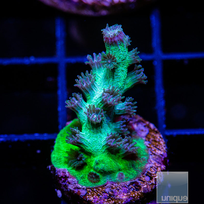 UC Eternal Branching Cyphastrea-WYSIWYG