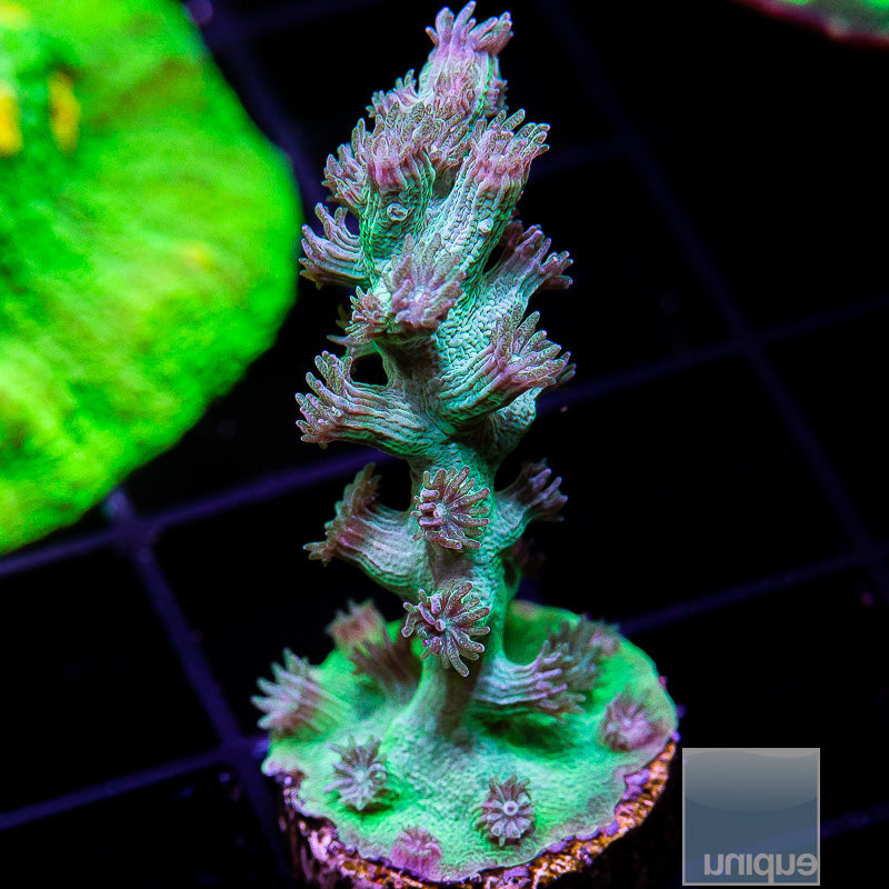 UC Eternal Branching Cyphastrea-WYSIWYG