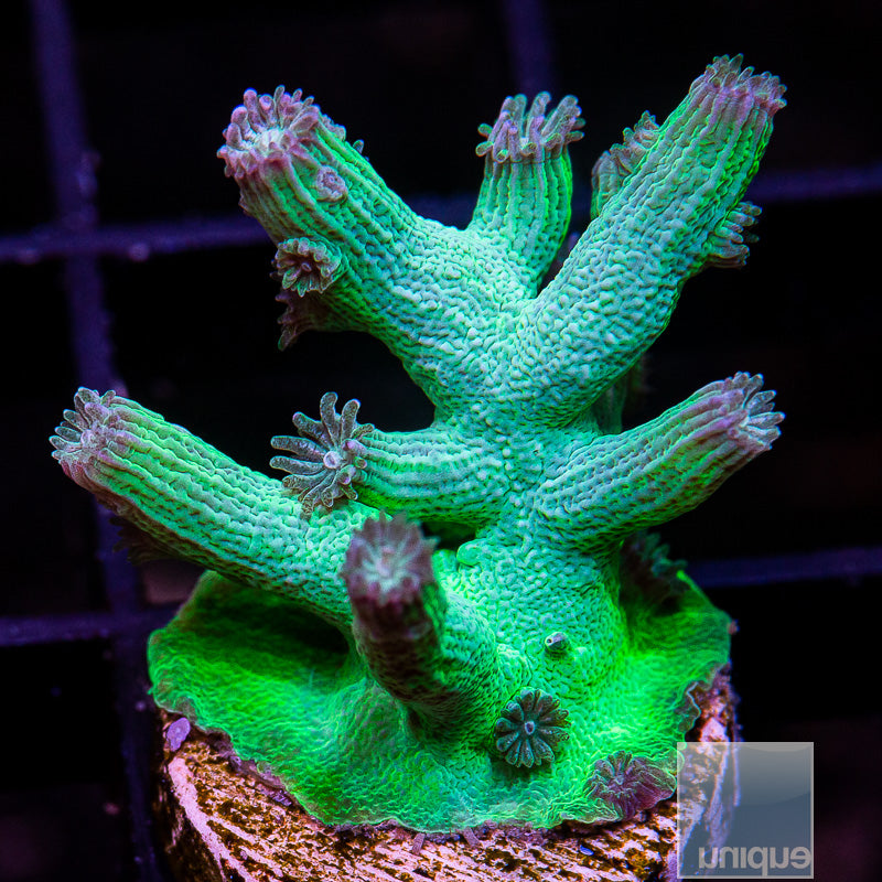 UC Eternal Branching Cyphastrea-WYSIWYG