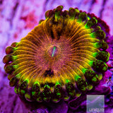 CK Kamikaze Kush/WWC Hungry Eyes Zoanthid- Stock Frag 3 Polyp