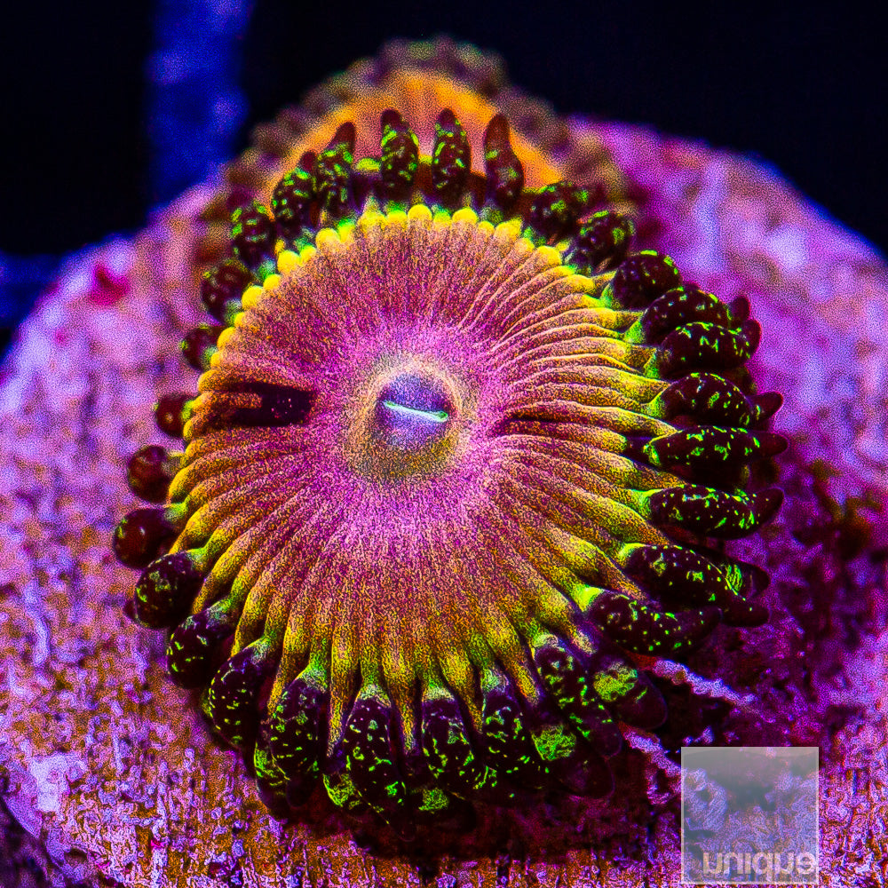CK Kamikaze Kush/WWC Hungry Eyes Zoanthid- Stock Frag 3 Polyp