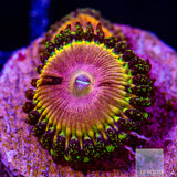 CK Kamikaze Kush/WWC Hungry Eyes Zoanthid- Stock Frag 3 Polyp