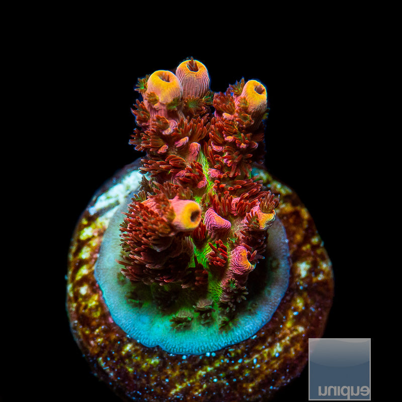 Unique Corals Fruity Pebbles- WYSIWYG