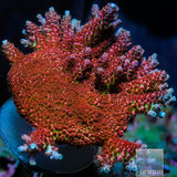 Unique Corals Fruity Pebbles