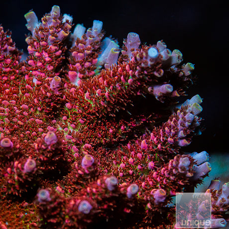 Unique Corals Fruity Pebbles