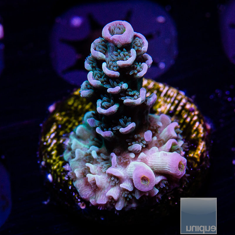 UC Fuzzy Blue Tenuis-WYSIWYG