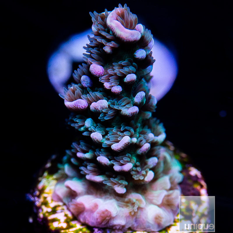 UC Fuzzy Blue Tenuis-WYSIWYG