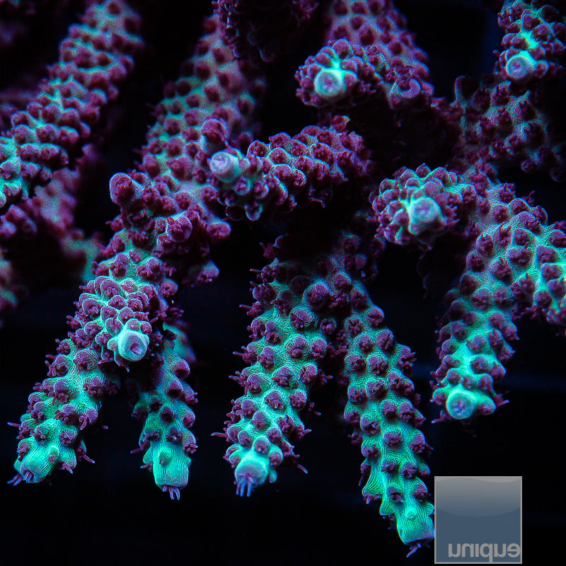 Unique Corals Gatorade