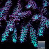 Unique Corals Gatorade