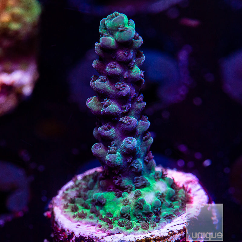 UC Gatorade Acropora-WYSIWYG