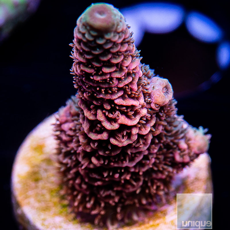 UC Golden Goose Millepora-WYSIWYG