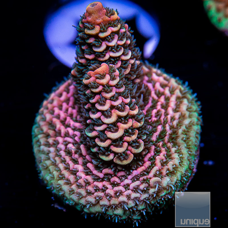 UC Golden Goose Millepora-WYSIWYG