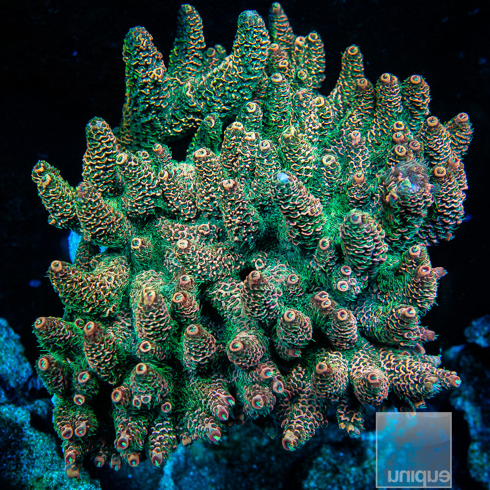 UC Golden Hour Spathulata