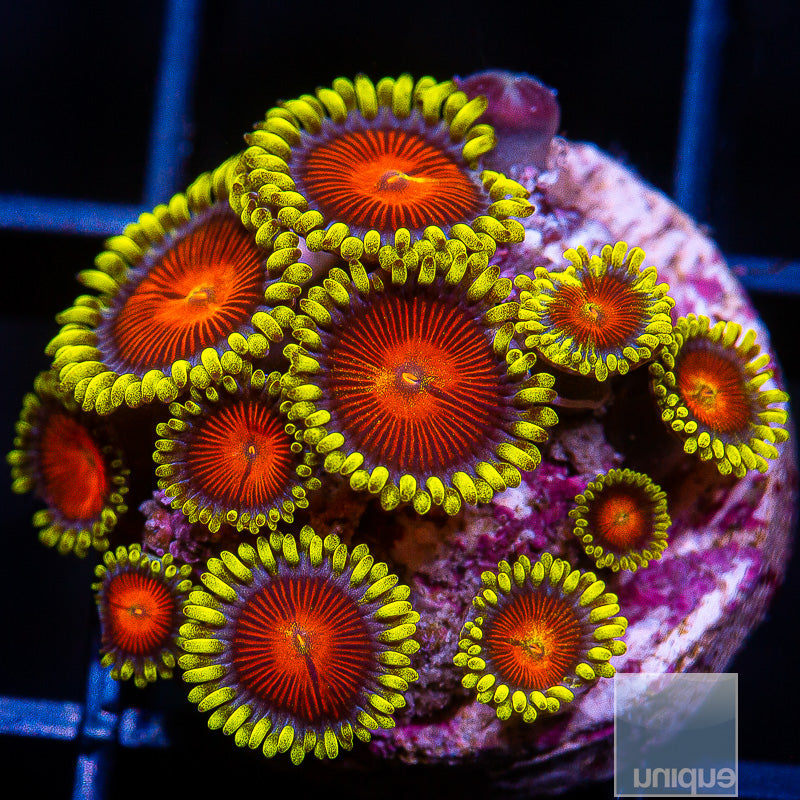 Unique Corals Greedo Zoanthid- Stock Frag 3 Polyp