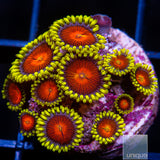 Unique Corals Greedo Zoanthid- Stock Frag 3 Polyp