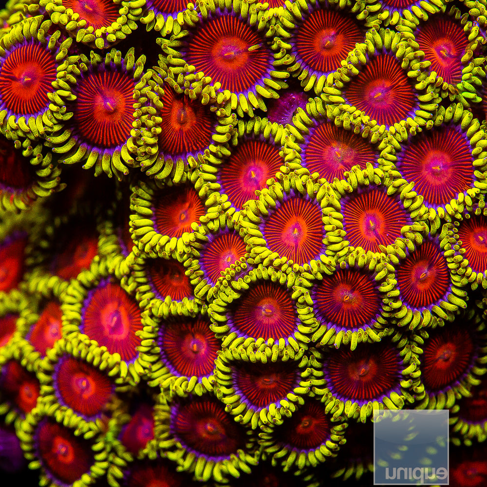 Unique Corals Greedo Zoanthid- Stock Frag 3 Polyp